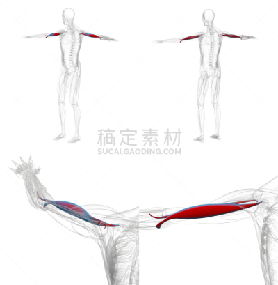 人类肌肉,肱二头肌,三维图形,绘画插图,红辣椒,蓝色,x光,成年的,皮肤