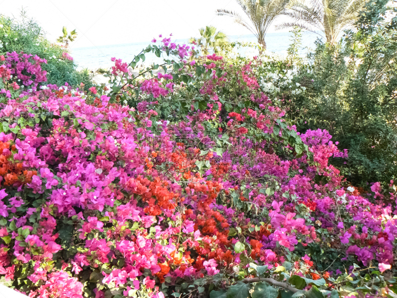 温带的花,兰花,水平画幅,睡莲,无人,花展,阿斯塔纳市,户外,泰国,蕨麻