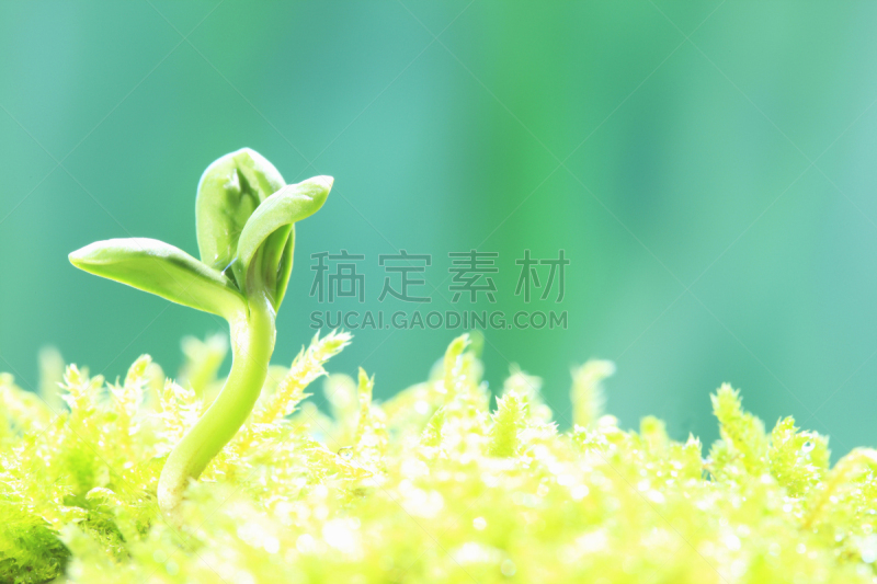 双叶区,呼吸气 ,自然,植物,水平画幅,绿色,无人,种子,环境,叶子