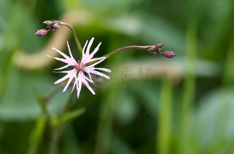 大特写,仙翁花,知更鸟,芳香的,水平画幅,无人,欧洲,工厂,夏天,户外