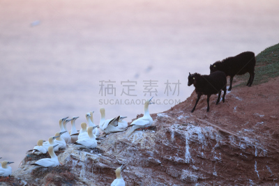 北方鲣鸟,德国,水,水平画幅,海港,鸟类,石灰石,夏天,海岸地形,户外