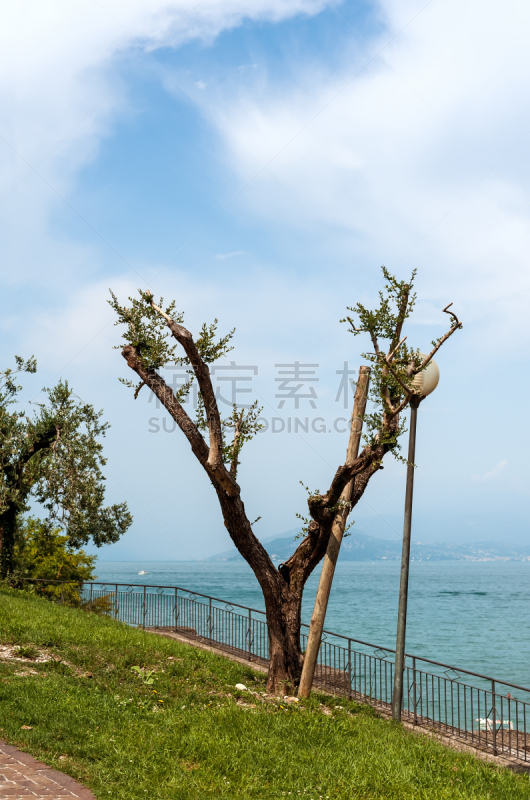 油橄榄树,加尔达湖,斯卡利杰罗桥,希尔米欧尼,垂直画幅,无人,温泉,图尔,俄罗斯,摄影