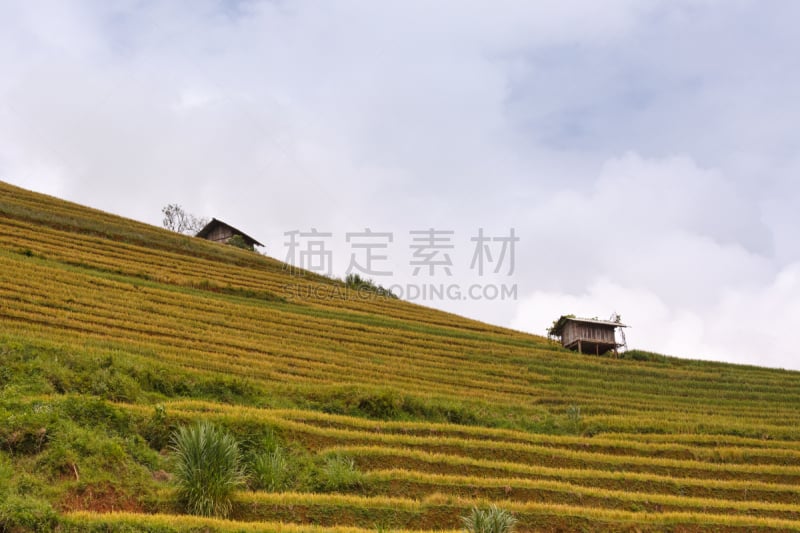 梯田,田地,越南,稻,拉茶,mud pot,查济,白族,水稻梯田,灌溉设备