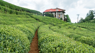茶树,土耳其,里泽,水平画幅,山,户外,农作物,田地,植物,土耳其黑海沿岸
