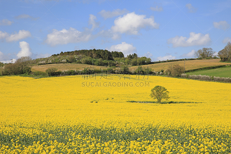 田地,自然美,黄色,分离着色,萨默塞特,美,水平画幅,英格兰,偏远的,户外