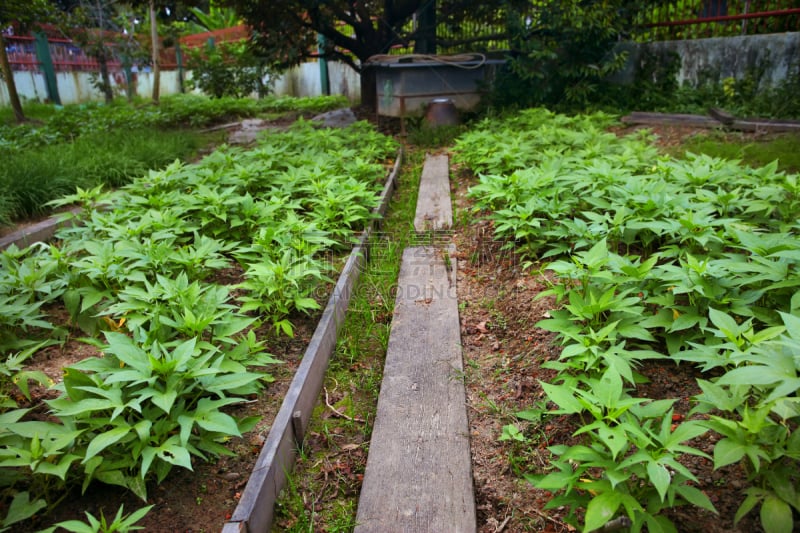 空心菜,自然,水平画幅,绿色,无人,户外,田地,植物,栽培植物,清新