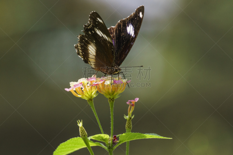 蝴蝶,Common Rose Swallowtail Butterfly,水平画幅,无人,昆虫,摄影