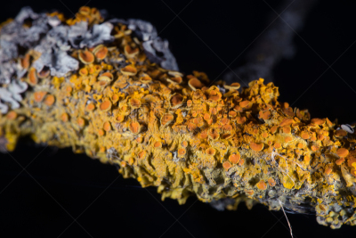 地衣,黄色,共栖,附生植物,藻类,水平画幅,无人,古老的,户外,材料