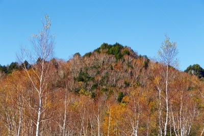 秋天,风景,滋贺县,叶子,长野县,白桦树,色彩鲜艳,草津山,户外活动,植物