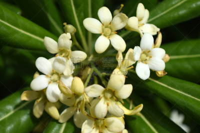 海桐花,美,芳香的,水平画幅,无人,夏天,白色,植物,常绿树