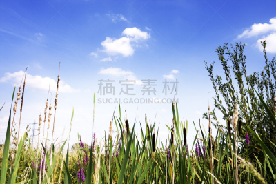 河岸,植物群,佛花,哈雷克区,公园,水平画幅,无人,夏天,户外,植物