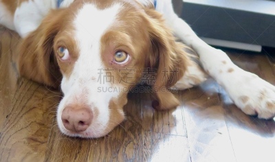 布列塔尼斯班尼犬,宠物收养,标准贵宾犬,水平画幅,动物保护,动物身体部位,德国牧羊犬,比熊犬,伯恩山犬,萨摩耶犬