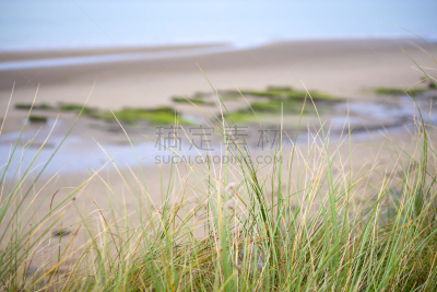 海滩,滨草,野生植物,风,戈尔韦,水平画幅,沙子,无人,大西洋,夏天