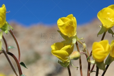 莫哈韦沙漠,日光,选择对焦,约书亚树,活力,浪漫,色彩鲜艳,沙漠,户外,开花植物