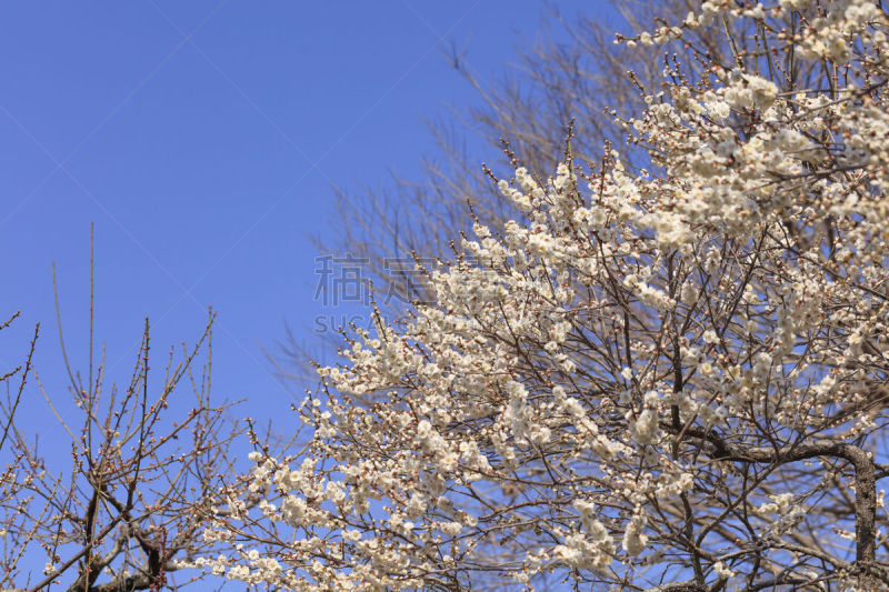 白色,早晨,梅花,偕乐园,图像,日光,嫩枝,著名景点,茨城县,水户