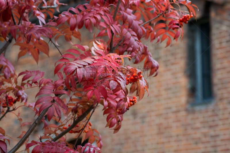 花楸浆果,红色,水果,旭川,山梨树,北海道,水平画幅,墙,秋天,无人