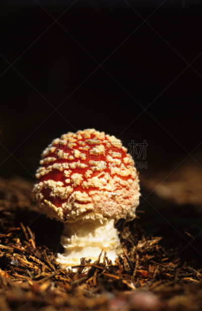 伞菌,两翼昆虫,瓷样伞菇,橙色伞菌,伞形毒菌,自然,垂直画幅,小的,木制,秋天