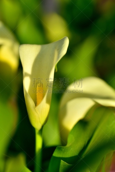 马蹄莲,肉穗花序,转基因,六月,垂直画幅,橙色,无人,日本,夏天,仅一朵花