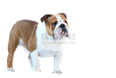白色,英格兰斗牛犬,红色,前面,白色背景,支架,美,机敏,青少年,褐色