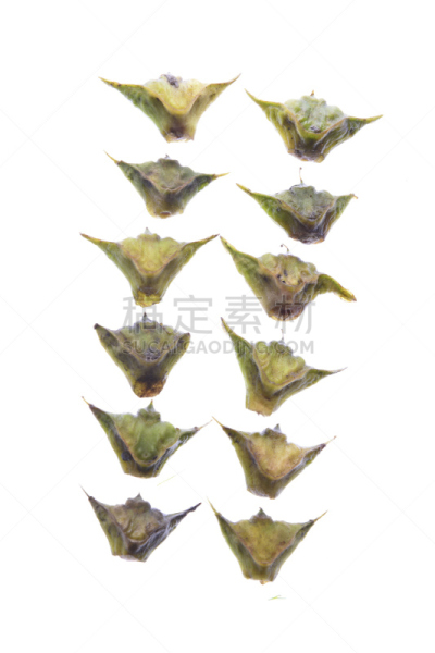 荸荠,白色背景,分离着色,蔬菜,草本,垂直画幅,食品,图像,小吃,甜点心