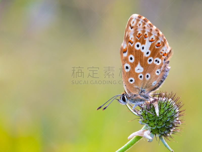 蝴蝶,翅膀,灰蝶科,薄绸,褐色,停泊的,旷野,摩尔人风格,水平画幅,优美