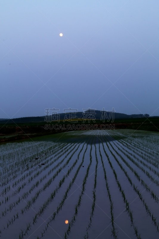 月亮,山,田地,北海道,垂直画幅,天空,夜晚,无人,五月,夏天