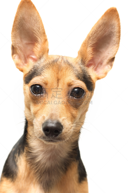 toy terrier,垂直画幅,褐色,梗犬,巨大的,小胡子,特写,俄罗斯,哺乳纲,白色