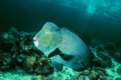 隆头鱼,底栖生物带,鹦嘴鱼,诗巴丹岛,indopacific ocean,沙巴州,硬珊瑚,动物躯干,动物嘴,水平画幅
