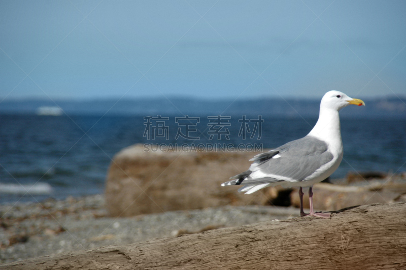 拍摄场景,水平画幅,沙子,无人,蓝色,鸟类,户外,岛,海洋,长焦镜头