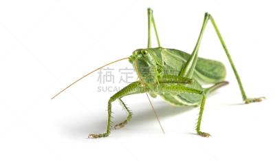 蚱蜢,巨大的,绿色,特写,白色背景,生物学,食草动物,野生动物,腿,甲虫