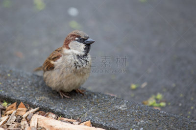 麻雀,小的,孤鸽,家麻雀,自然,领导能力,褐色,野生动物,水平画幅,鸟类