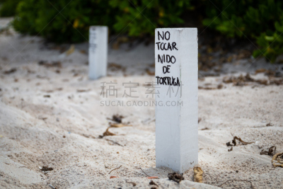 白色,加勒比海地区,海滩,木桩,海龟,卵,公亩,托投拉岛,热带气候,墨西哥