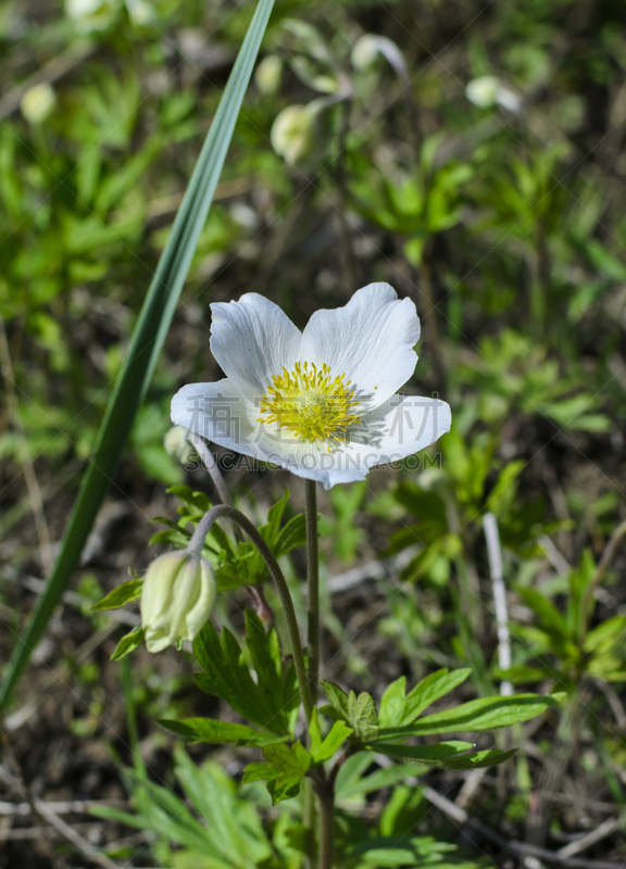 白色,花蕾,四月,垂直画幅,美,艺术,无人,夏天,草,特写