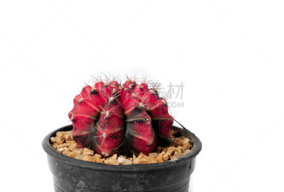 仙人掌,白色,自然,cardon cactus,红色,beavertail cactus,观峰玉,花盆,图像,肉质植物