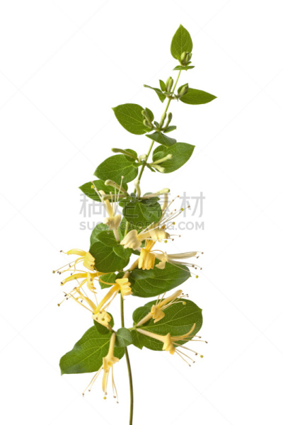 忍冬,黄色,垂直画幅,芳香的,无人,白色背景,背景分离,箭木,草药,草本