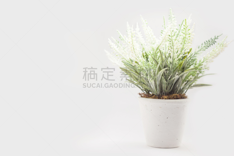 花盆,人造的,点朱砂,凤凰木,聚乙烯,室内植物,自然,美,水平画幅,花