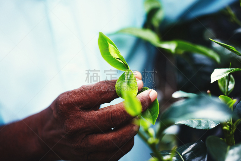 茶树,白茶,茶树油,茶叶,水平画幅,枝繁叶茂,异国情调,户外,特写,部分