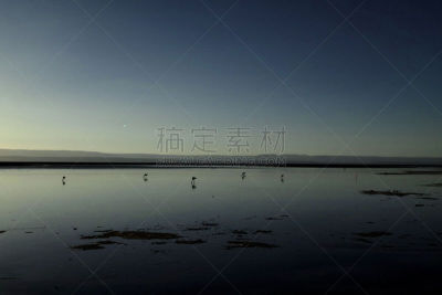 智利,火烈鸟,阿塔卡马沙漠,特拉华,山谷,撒拉族,南美,水,天空,沙子