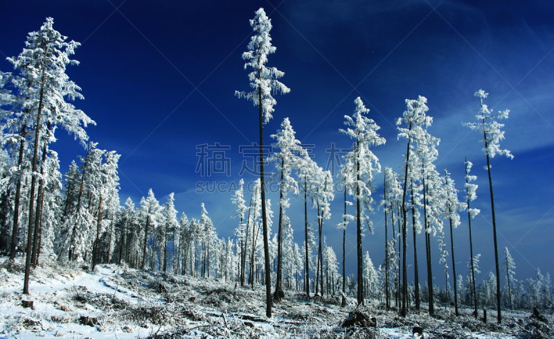 高处,冬天,山脉,森林,塔特里山脉,2006年,天空,风,水平画幅,雪