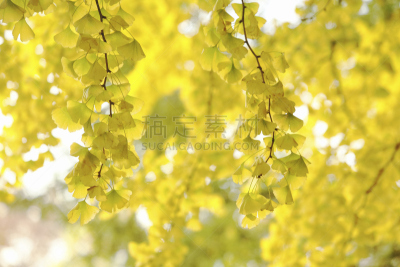 叶子,银杏,自然,水平画幅,秋天,无人,日本,户外,植物,黄色