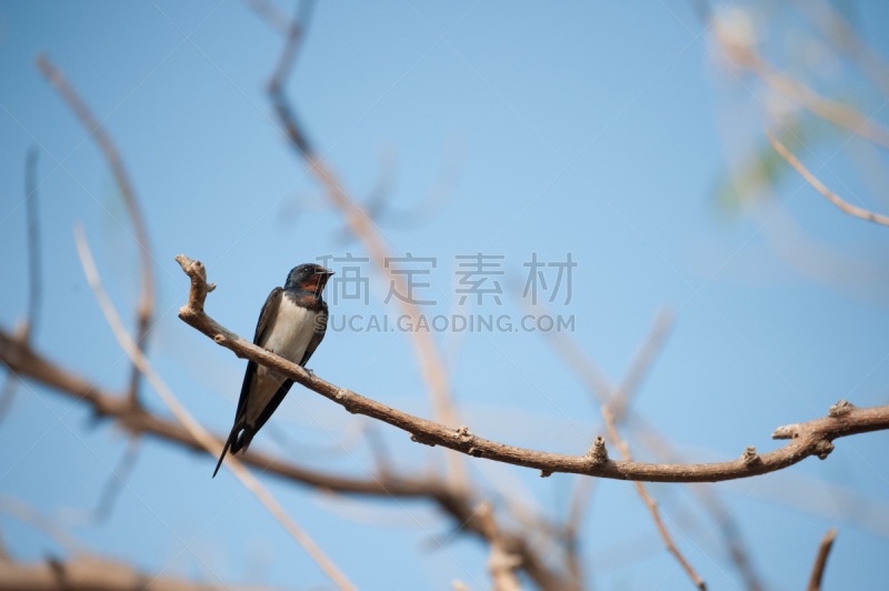 金腰燕,家燕,正面视角,野生动物,水平画幅,无人,蓝色,全身像,鸟类,白色背景