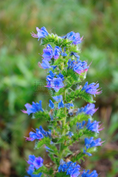 菜园,花朵,仅一朵花,矮牵牛花,自然,垂直画幅,无人,蓝色,夏天,户外