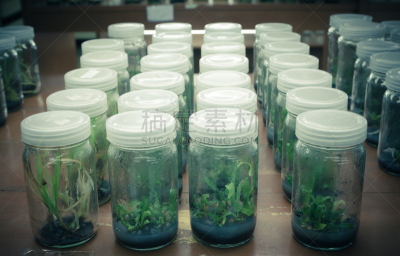 实验室,微生物,生物科技,水平画幅,科学实验,科学,科学家,架子,生物学,茎