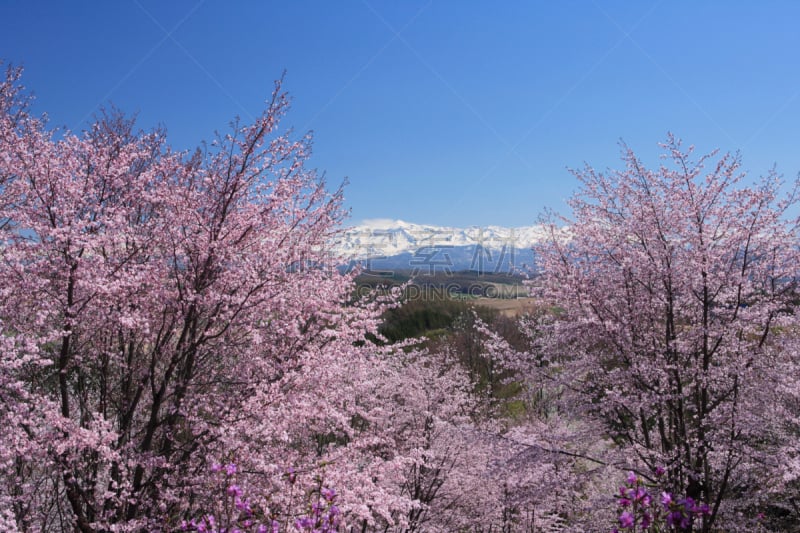 樱桃,自然,天空,水平画幅,地形,无人,蓝色,富良野,日本,樱桃树