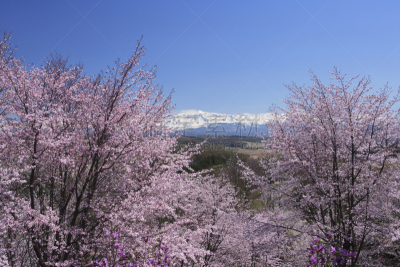 樱桃,自然,天空,水平画幅,地形,无人,蓝色,富良野,日本,樱桃树