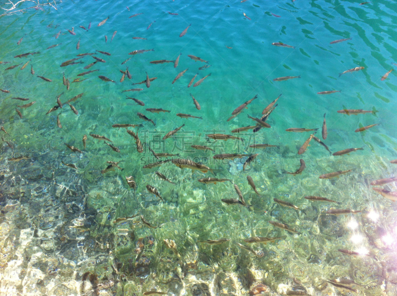 鱼类,世界遗产,环境,自然美,动物,湖,利卡塞尼县,河流,背景,夏天