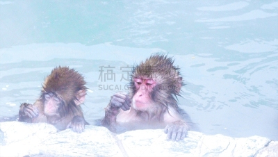 日本猕猴,可爱的,留白,水平画幅,雪,猴子,野外动物,户外,哺乳纲,新年前夕