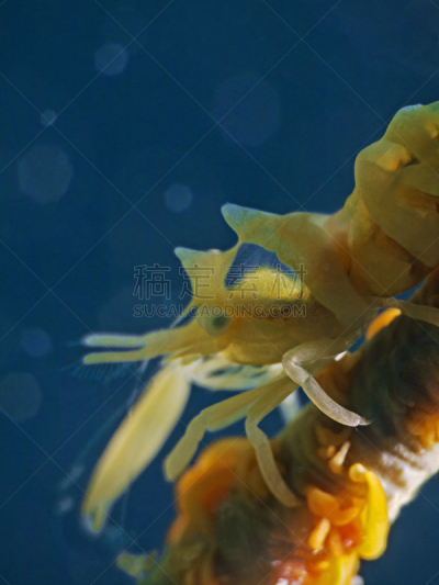 鞭形珊瑚虫,虾,桑吉巴尔,垂直画幅,水,水肺潜水,无人,动物学,水下,动物习性