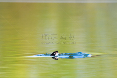 黑颈鸊鷉,鸊鷉,水平画幅,阿尔伯塔省,鸟类,野外动物,夏天,户外,湖,翎毛