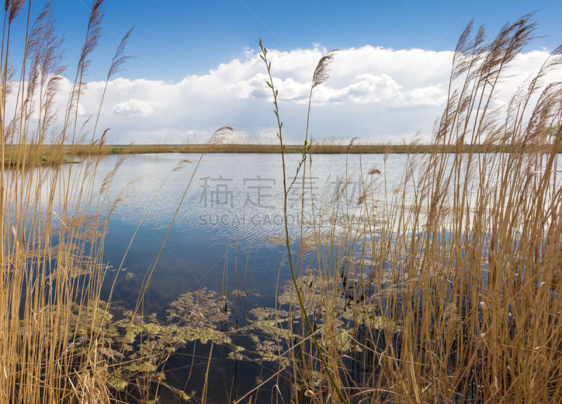 柳树,湖,芦苇,茎,簇叶从生的,普通芦苇,苇地,圆锥花序植物,水平画幅,无人